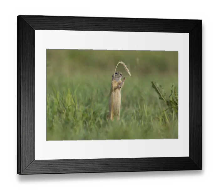 Framed Print : European ground squirrel (Spermophilus citellus) with wheat stalk