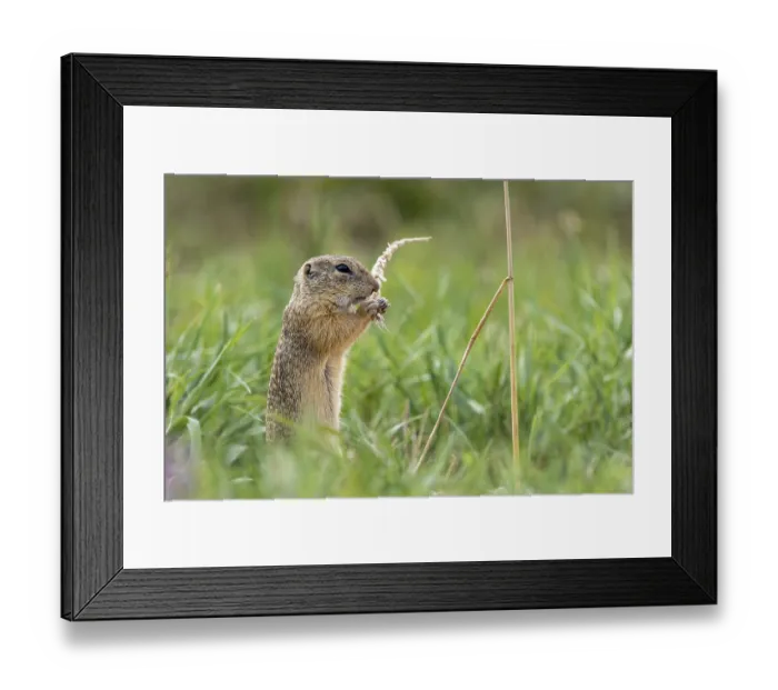 Framed Print : European ground squirrel (Spermophilus citellus) with wheat ear
