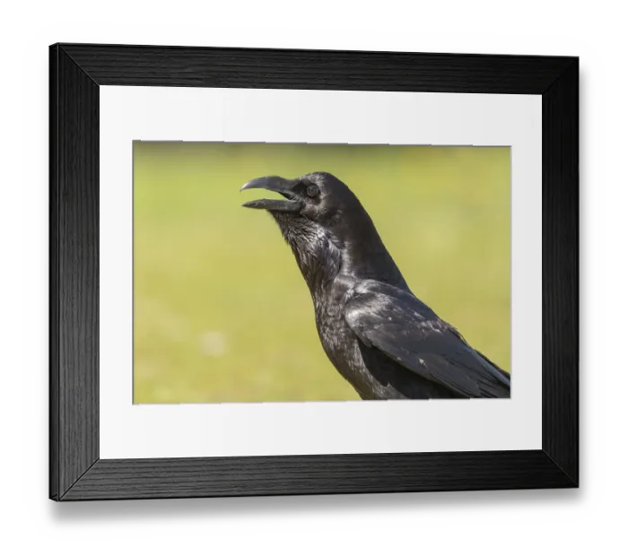 Framed Print : Common raven (Corvus corax), portrait