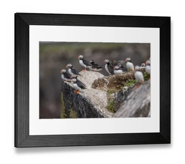 Framed Print : Puffin (Fratercula arctica), group at breeding site