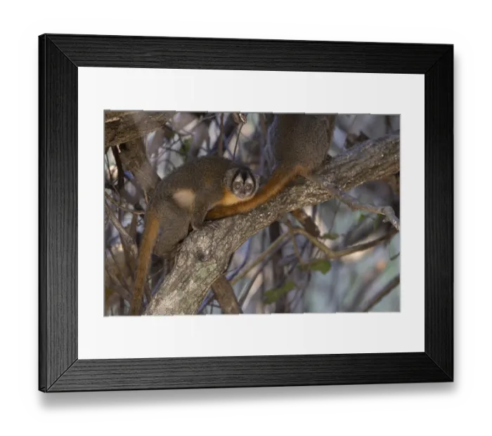Framed Print : Azaras night monkey (Aotus azarae)