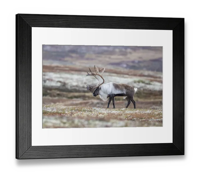Framed Print : Wild mountain reindeer (Rangifer tarandus tarandus)