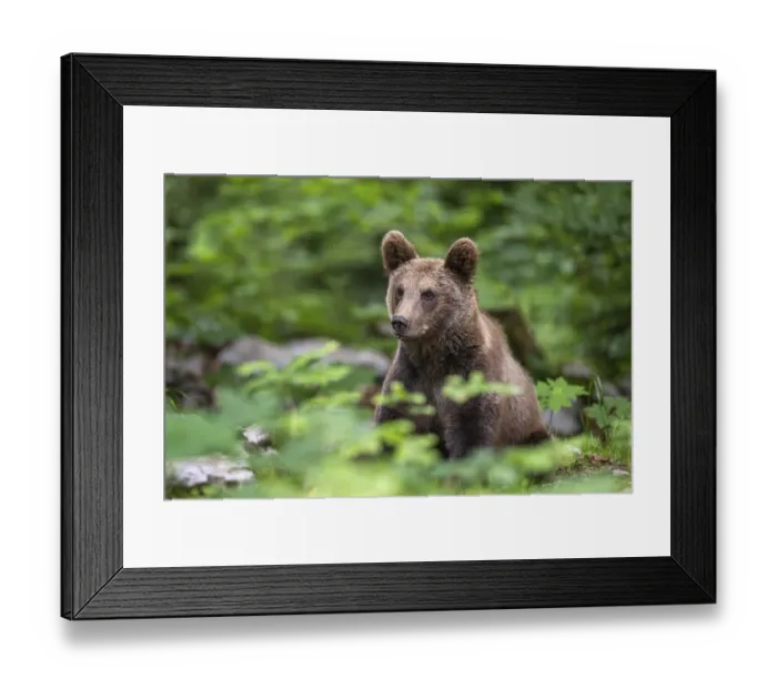 Framed Print : European brown bear (Ursus arctos arctos) in the forest