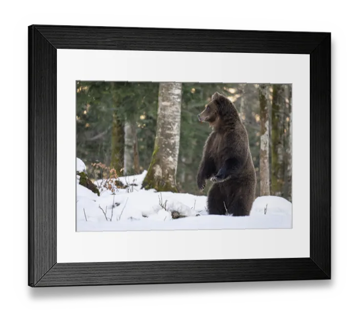 Framed Print : European brown bear (Ursus arctos arctos) in the forest