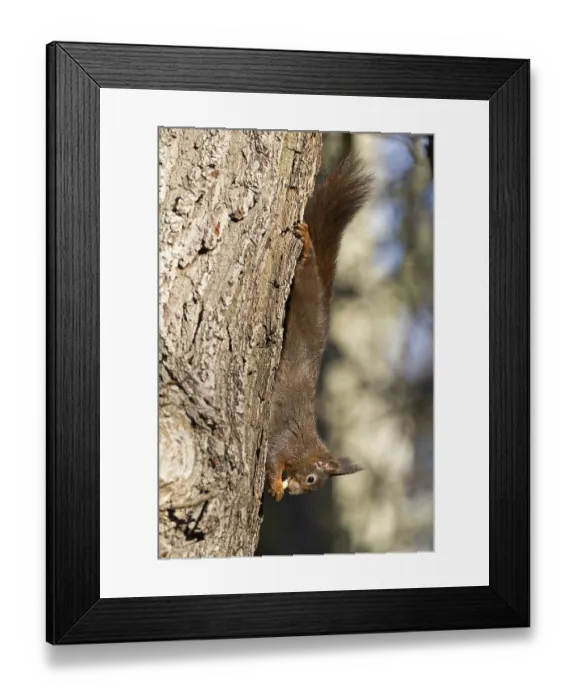 Framed Print : Eurasian red squirrel (Sciurus vulgaris) eating upside down on tree trunk Framed Print : Eurasian red squirrel (Sciurus vulgaris) eating upside down on tree trunk