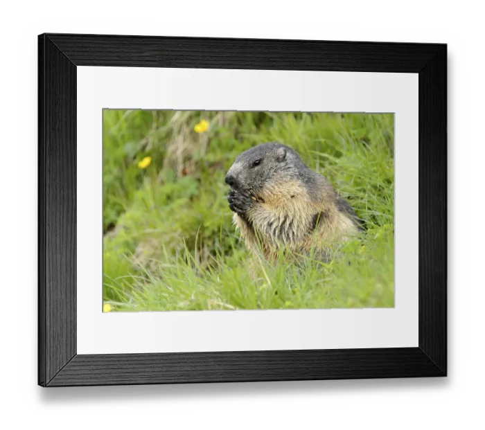 Framed Print : Alpine marmot (Marmota Marmota) in meadow Framed Print : Alpine marmot (Marmota Marmota) in meadow