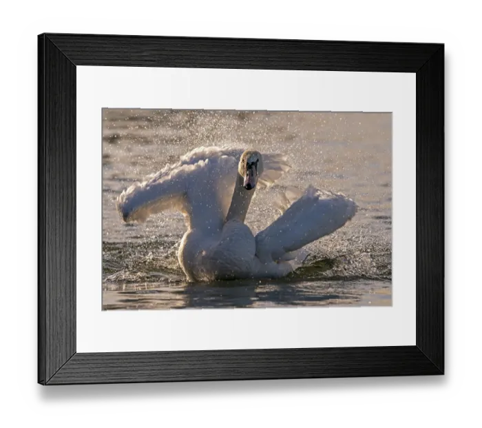 Framed Print : Mute swan (cygnus olor) bathes against the light Framed Print : Mute swan (cygnus olor) bathes against the light