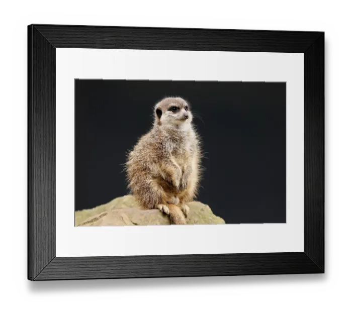 Framed Print : Meerkats (Suricata suricatta) sitting on a stone