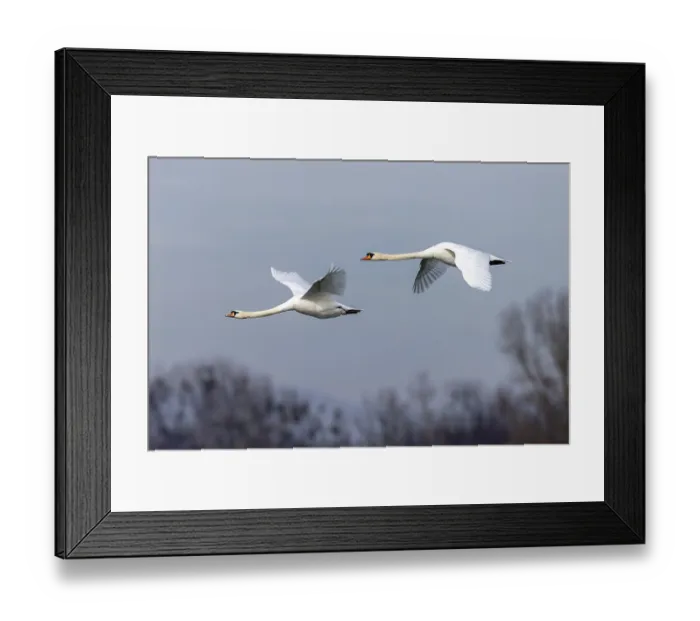 Framed Print : Two mute swans (cygnus olor), flying