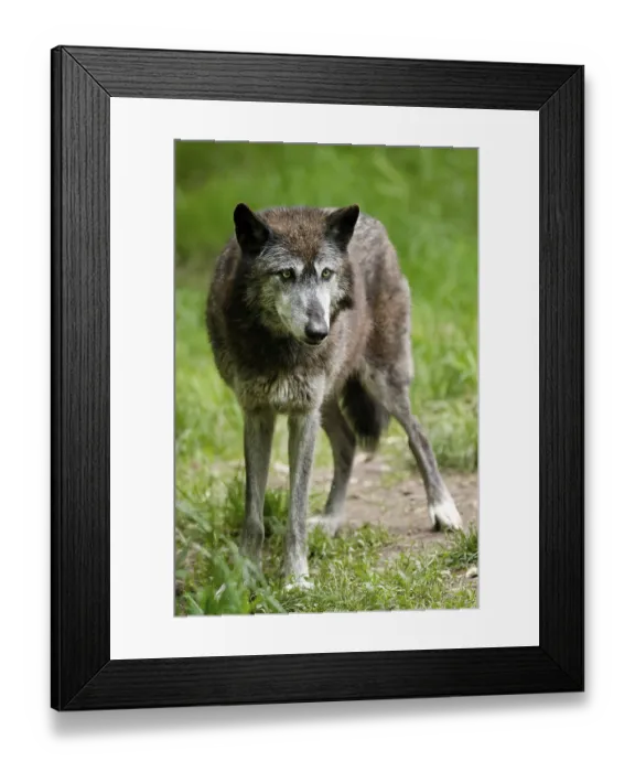 Framed Print : Timberwolf, American wolf (Canis lupus occidentalis)