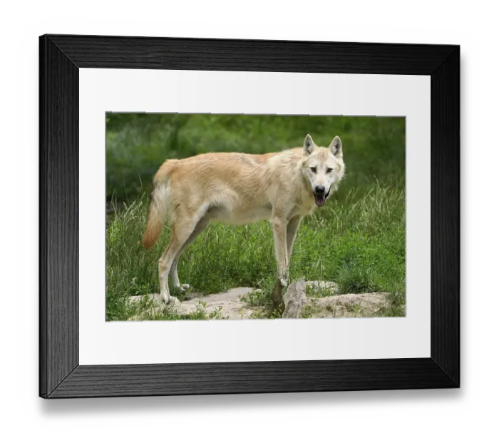 Framed Print : Timberwolf, American wolf Mackenzie Valley Wolf (Canis lupus occidentalis) standing