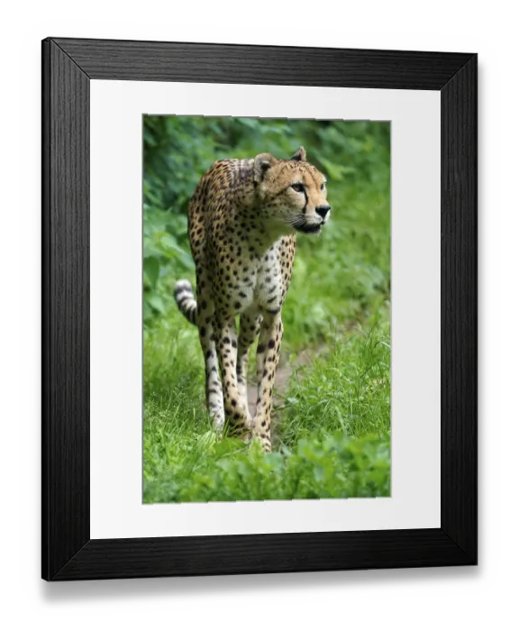 Framed Print : Sudan cheetah (Acinonyx jubatus soemmeringii) Framed Print : Sudan cheetah (Acinonyx jubatus soemmeringii)