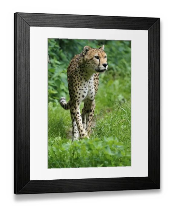 Framed Print : Sudan cheetah (Acinonyx jubatus soemmeringii)