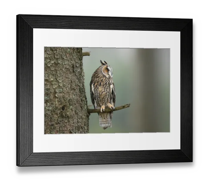 Framed Print : Long-eared owl (Asio otus), sitting on a branch