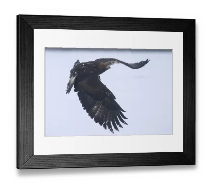 Framed Print : Golden eagle (Aquila chrysaetos) flies