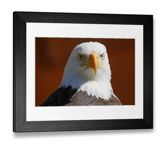 Framed Print : Bald eagle (Haliaeetus leucocephalus) Framed Print : Bald eagle (Haliaeetus leucocephalus)