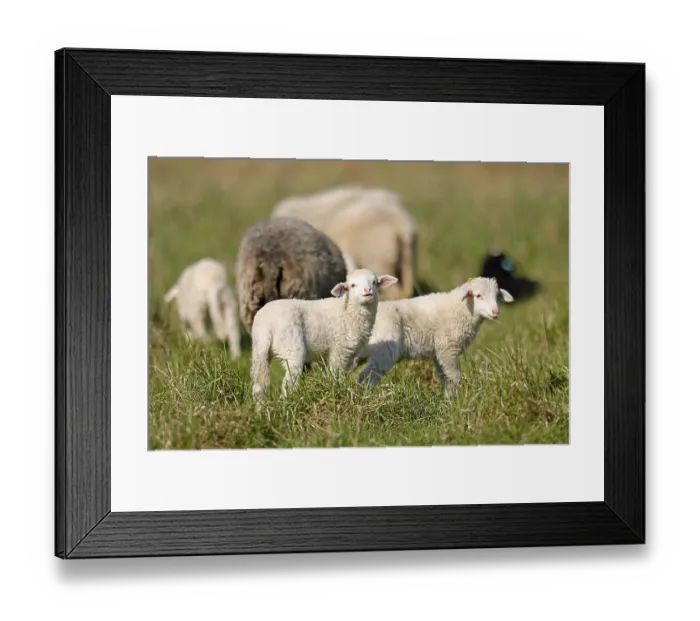 Framed Print : Waldschaf (Landschafrasse) (domestic sheep breed) lambs on a pasture Framed Print : Waldschaf (Landschafrasse) (domestic sheep breed) lambs on a pasture