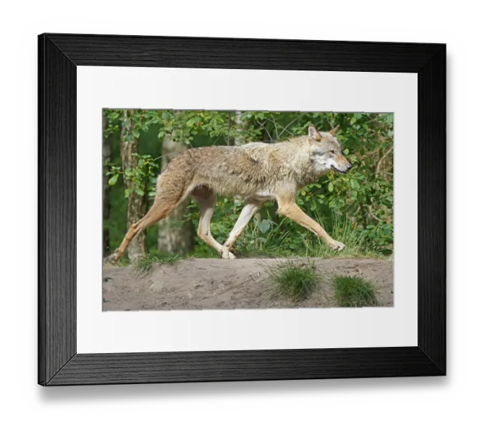 Framed Print : European gray wolf (Canis lupus)