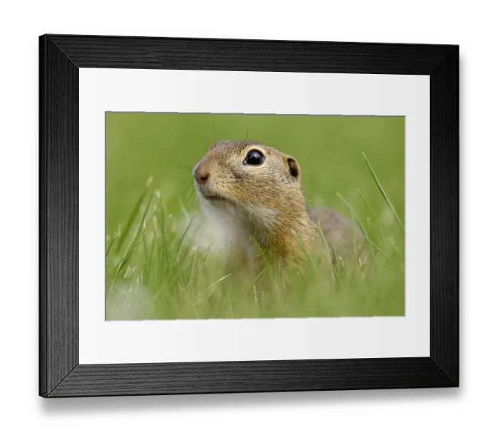 Framed Print : Gopher (Spermophilus citellus) in a flower meadow Framed Print : Gopher (Spermophilus citellus) in a flower meadow