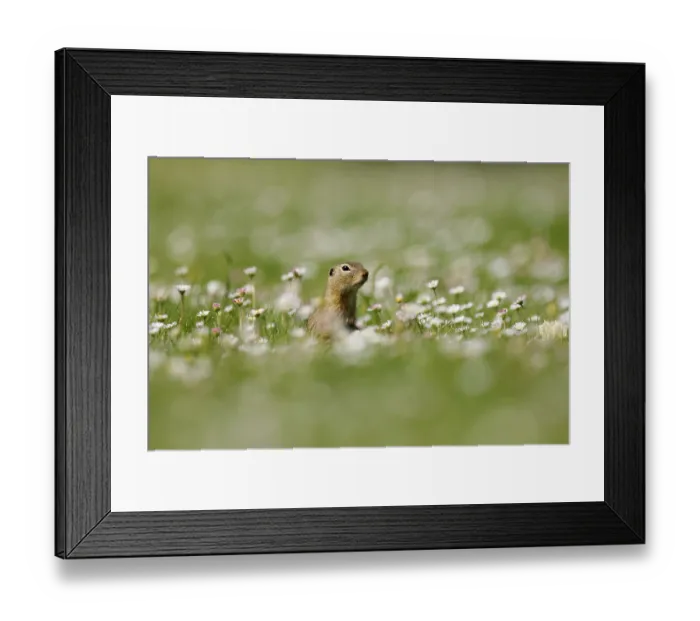 Framed Print : Gopher (Spermophilus citellus) in a flower meadow Framed Print : Gopher (Spermophilus citellus) in a flower meadow