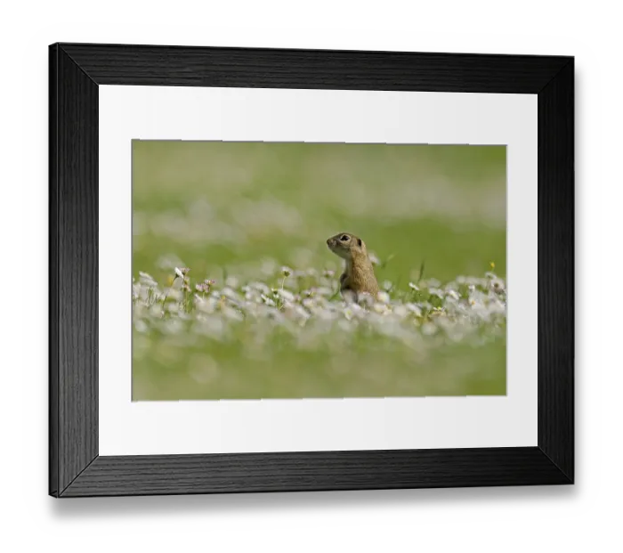 Framed Print : Gopher (Spermophilus citellus) in a flower meadow