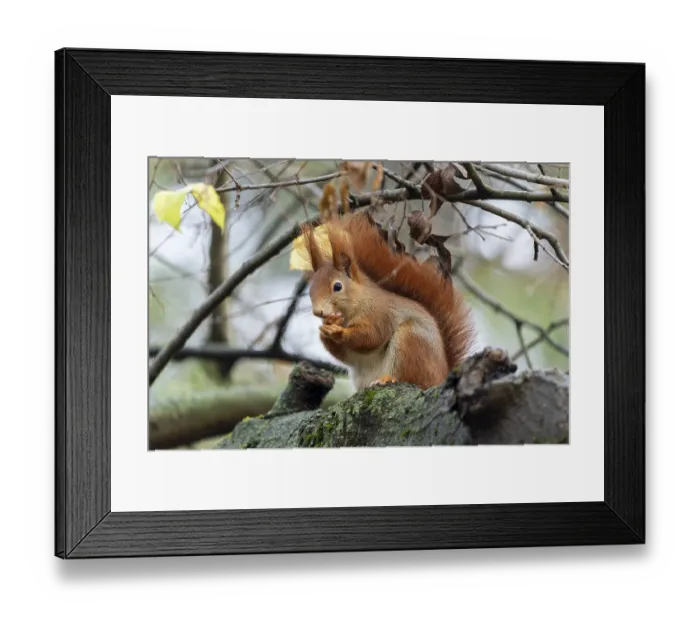 Framed Print : Eurasian red squirrel (Sciurus vulgaris) on a branch Framed Print : Eurasian red squirrel (Sciurus vulgaris) on a branch