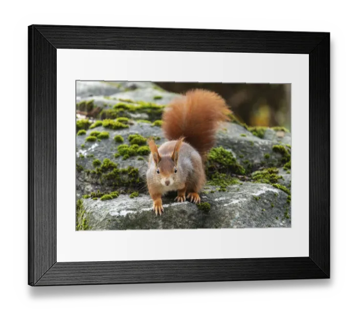 Framed Print : Eurasian red squirrel (Sciurus vulgaris) on a stone