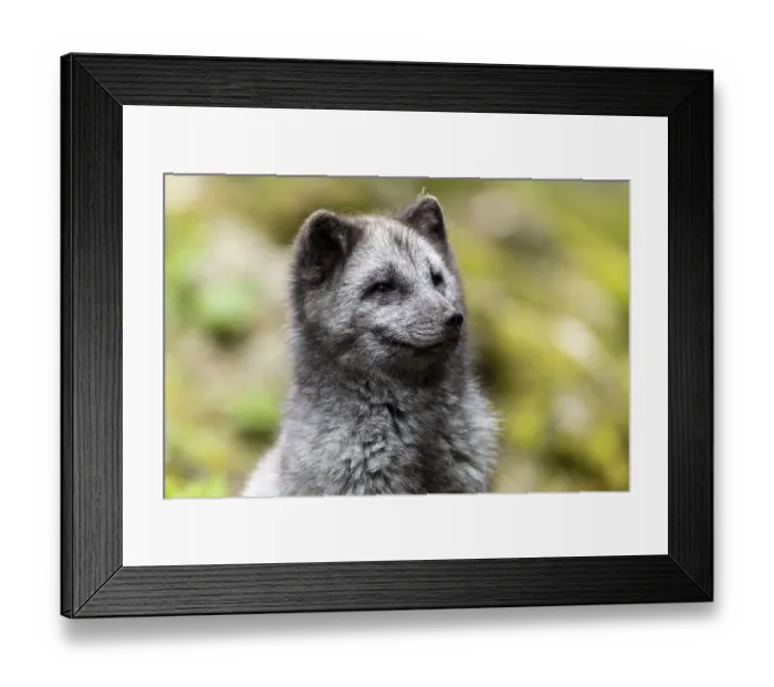 Framed Print : A dark grey fox sits attentively and curiously in a green meadow
