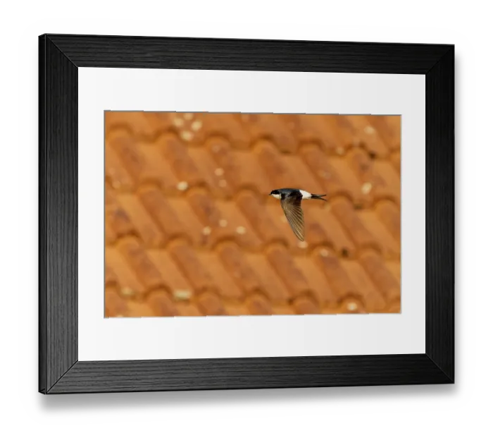 Framed Print : Swallow flying over a tiled roof in sunny weather Framed Print : Swallow flying over a tiled roof in sunny weather
