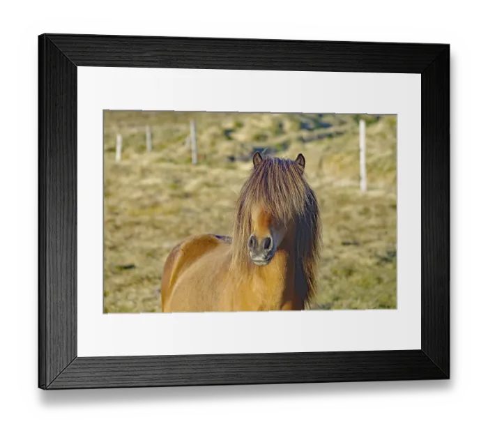 Framed Print : Icelandic horse with thick mane going over the eyes Framed Print : Icelandic horse with thick mane going over the eyes