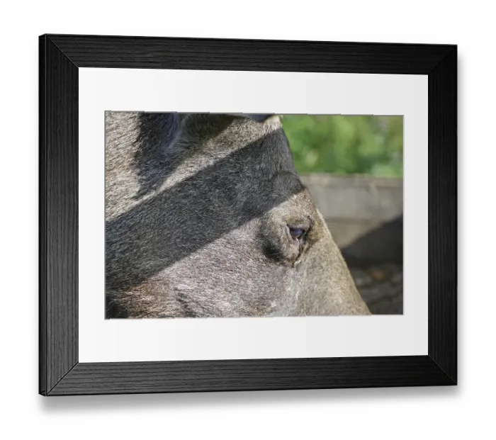 Framed Print : Very close-up of a moose with focus on the eye