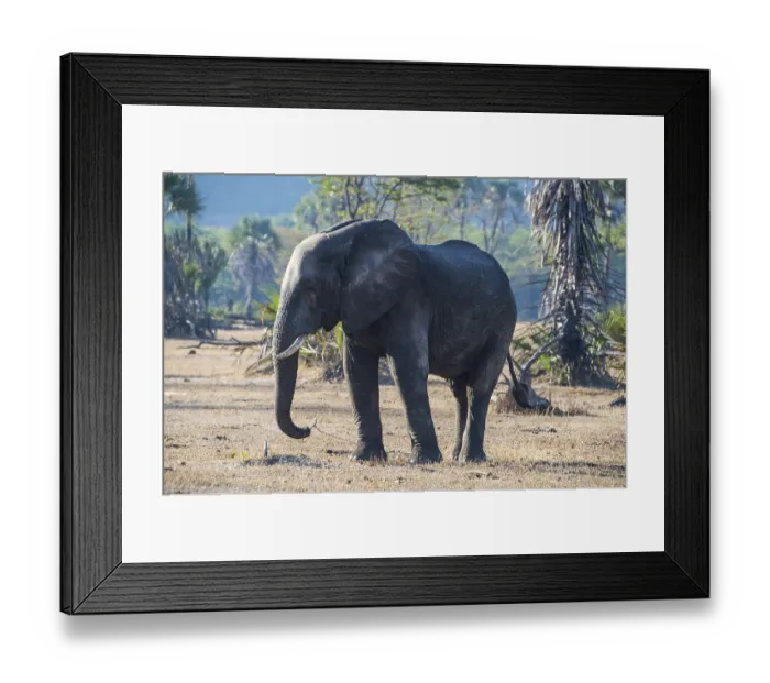 Framed Print : African bush elephant (Loxodonta africana) Framed Print : African bush elephant (Loxodonta africana)