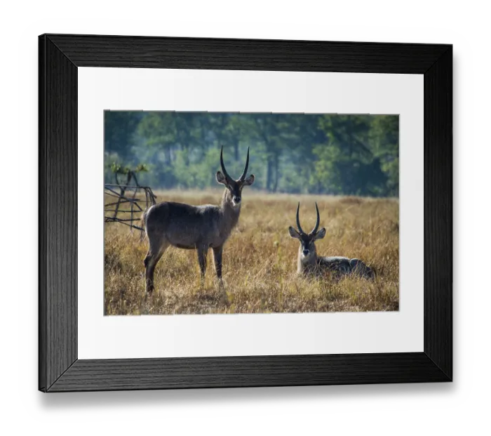Framed Print : Waterbucks (Kobus ellipsiprymnus) Framed Print : Waterbucks (Kobus ellipsiprymnus)