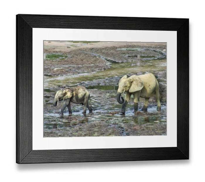 Framed Print : African forest elephants (Loxodonta cyclotis) at Dzanga Bai