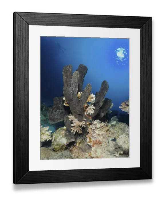 Framed Print : Sea sponge Erect finger sponge (Hyrtios erectos)
