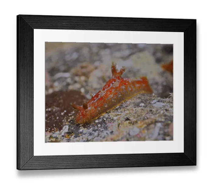 Framed Print : Madeira nudibranch (Plocamopherus maderae) marine snail