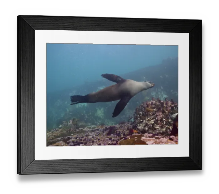 Framed Print : South African fur cape fur seal (Arctocephalus pusillus)