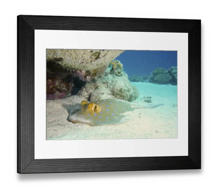 Framed Print : Bluespotted ribbontail ray (Taeniura lymma) in the sand