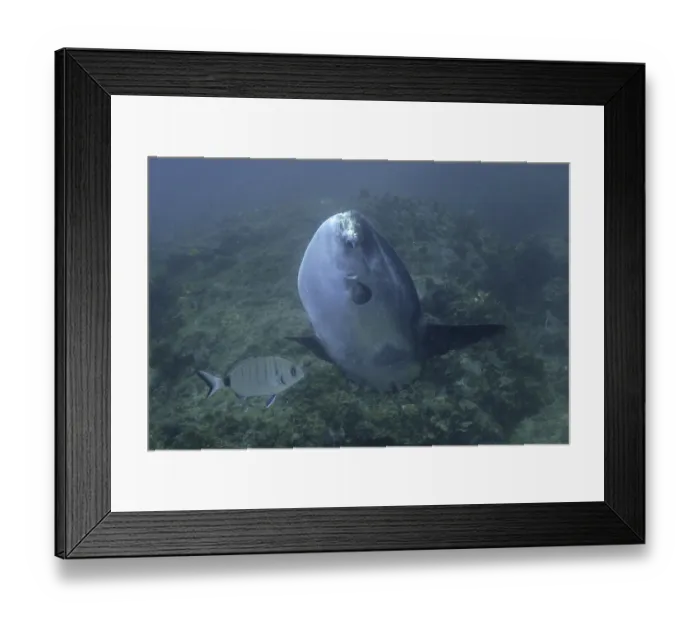Framed Print : Ocean sunfish (Mola mola). Dive site Marine Reserve Cap de Creus