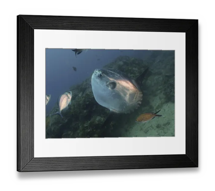 Framed Print : Ocean sunfish (Mola mola). Dive site Marine Reserve Cap de Creus