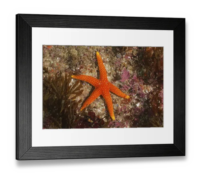 Framed Print : Orange starfish (Austrofromia schultzei)