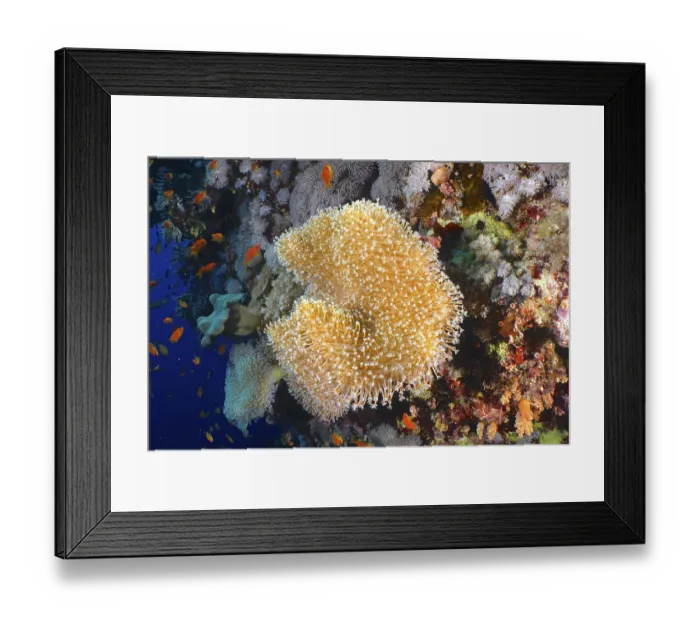 Framed Print : Rough leather coral (Sarcophyton glaucum) with open polyps