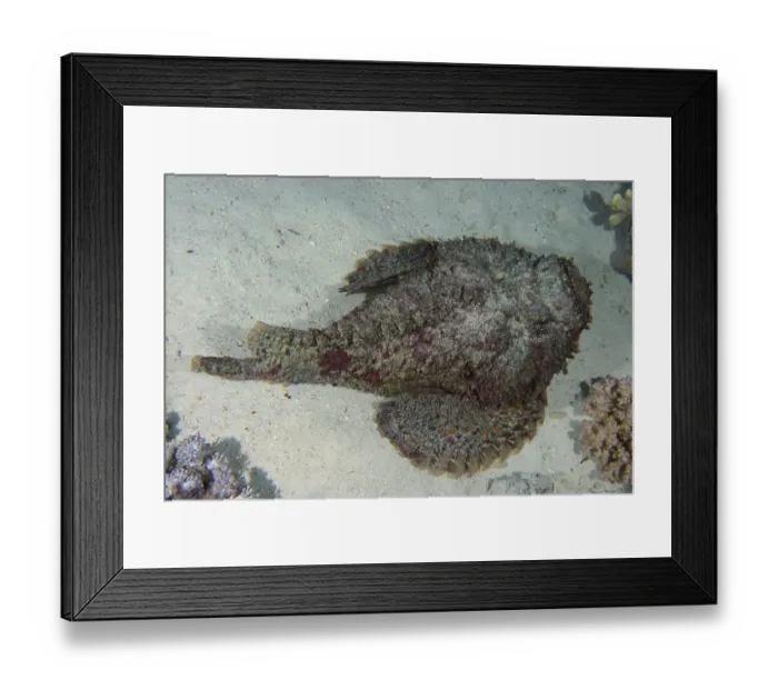 Framed Print : Reef stonefish (Synanceia verrucosa) from above