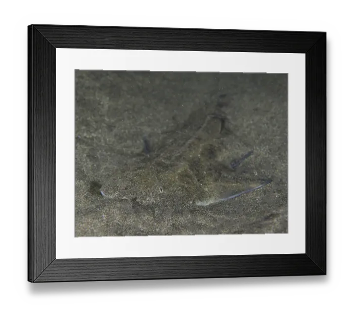 Framed Print : Juvenile monkfish (Squatina squatina) buried in the sand at night
