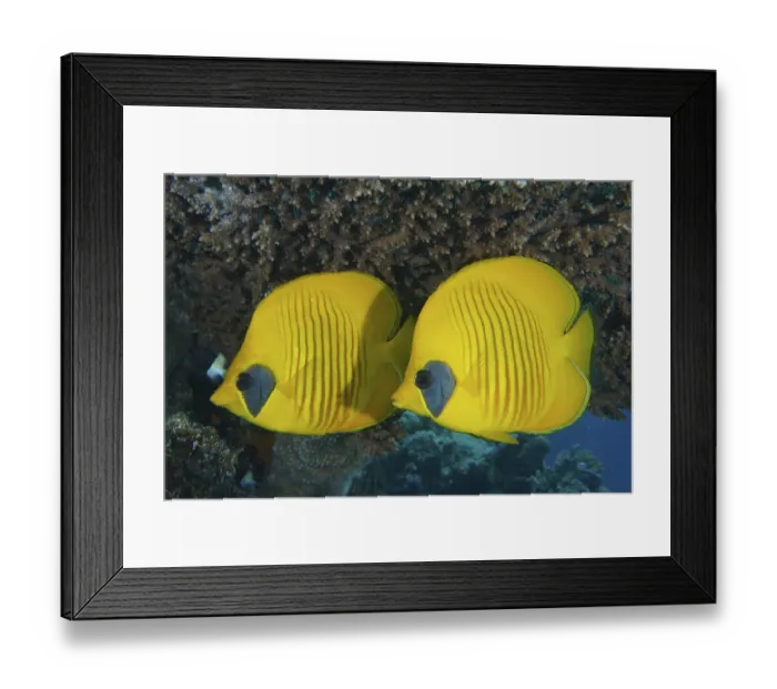 Framed Print : Pair of bluecheek butterflyfish (Chaetodon semilarvatus) Framed Print : Pair of bluecheek butterflyfish (Chaetodon semilarvatus)