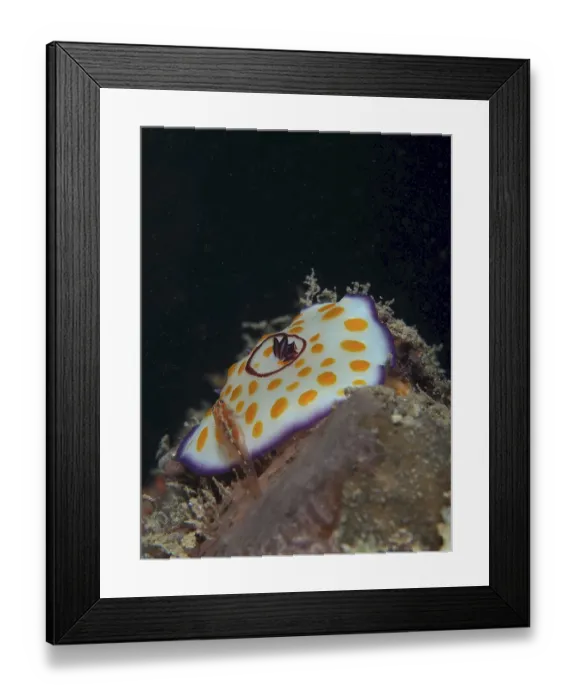 Framed Print : Ringed star snail Star snail (Chromodoris annulata) Sea snail mating