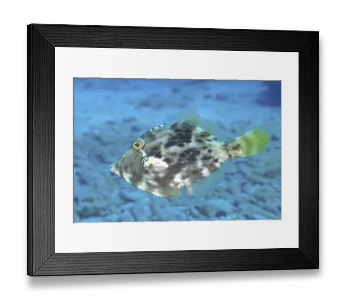 Framed Print : Brown filefish (Stephanolepis hispidus) Framed Print : Brown filefish (Stephanolepis hispidus)