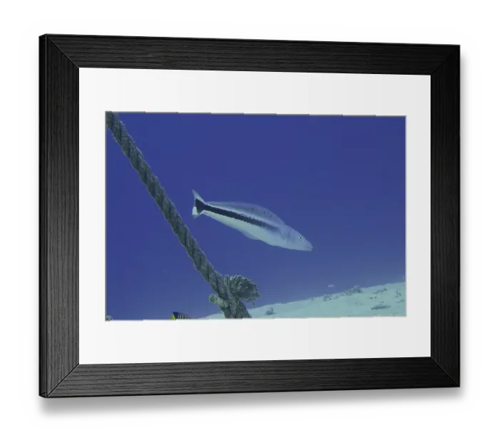 Framed Print : Bluehead torpedo bass (Malacantus latovittatus)