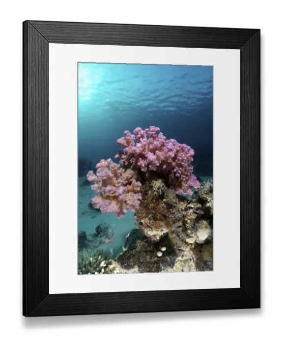 Framed Print : Raspberry coral (Pocillopora damicornis) in the backlight