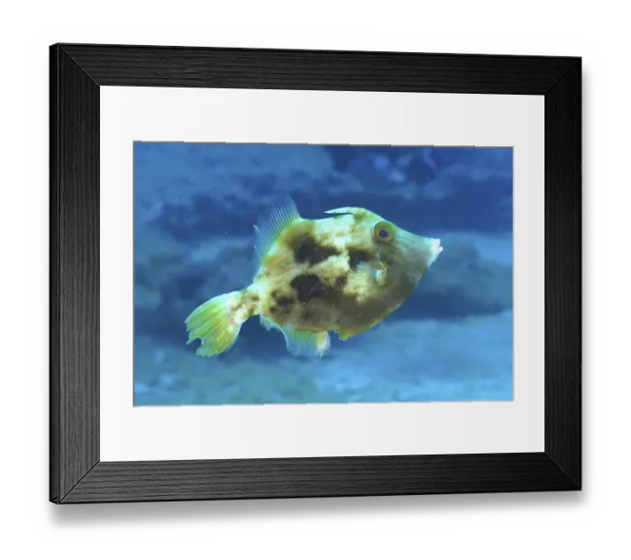 Framed Print : Brown filefish (Stephanolepis hispidus) Framed Print : Brown filefish (Stephanolepis hispidus)